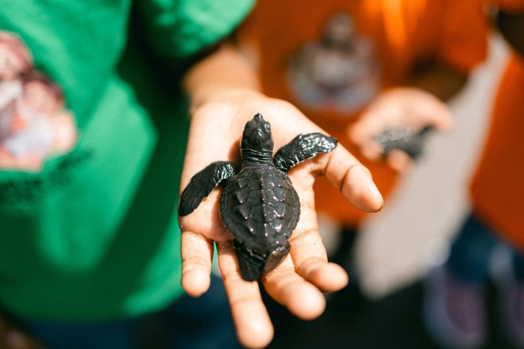 alt="Kinder schützen Meeresschildkröten, Ruben, El Salvador, Eine Schildkröte sitzt auf der Hand von Ruben, Compassion Deutschland"